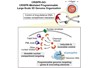 Di chuyển DNA sang vị trí khác trong nhân tế bào làm thay đổi cách hoạt động của gen