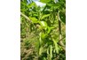 Dâu quả- loại nước giải khát có triển vọng