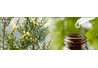 14 lợi ích khi sử dụng thường xuyên tinh dầu tràm (Tràm trà - Melaleuca alternifolia)