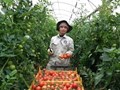 “Nông dân 4.0” thực tập hưởng lương trên đồng ruộng xứ người
