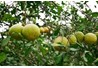 Hướng dẫn kỹ thuật sử dụng phân bón cho bưởi Đại Minh 