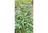 Tuyển cộng tác viên phân phối giống cây trồng nông lâm nghiệp, cây dược liệu