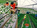Buổi làm việc và phỏng vấn sinh viên chương trình Thực tập nghề 7 tháng nông nghiệp tại Nhật Bản
