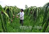 Ứng dụng công nghệ cao vào sản xuất nâng cao sức cạnh tranh của ngành nông nghiệp