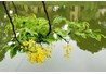 Đường Hoàng Yến - TT Du lịch sinh thái Hoàng Yến - Con đường của kí ức, hiện tại và tương lai