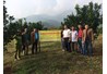 Kiểm tra mô hình trồng bưởi đỏ Tân Lạc tại huyện Yên Bình tỉnh Yên Bái