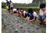 Mùa hè thú vị với Trải nghiệm sáng tạo tại khoa Nông học kết hợp luyện tập Tiếng Anh