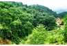 Triển vọng ngành chế biến gỗ trong tương lai