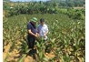 Mô hình trồng giống Dong riềng DR1 và thâm canh tổng hợp  tại tỉnh Cao Bằng