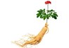 Khoa CNSH - CNTP đã nuôi trồng thành công sâm Hàn Quốc bằng phương pháp thủy canh trên môi trường Bio - lief