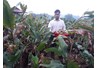 Kết quả xây dựng mô hình trồng giống Dong Riềng DR1 và thâm canh tổng hợp tại huyện Na Rì, tỉnh Bắc Kạn