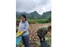 Kết quả xây dựng mô hình trồng giống Dong Rềng DR1 và thâm canh tổng hợp tại huyện Nguyên Bình, tỉnh Cao Bằng