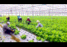 3 thách thức với ngành nông nghiệp trong năm 2019