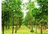 Thủ tướng: Đưa Việt Nam trở thành công xưởng sản xuất, chế biến, xuất khẩu đồ gỗ của thế giới