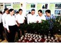 Tăng cường quản lý chất lượng giống cây trồng lâm nghiệp