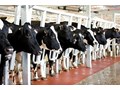 Tuyển sinh 04 kĩ sư Nam chăn nuôi thú y (Bò sữa) tại Nhật Bản 