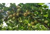 Kỹ thuật trồng và chăm sóc Lê 
