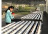 Bộ môn Nông nghiệp công nghệ cao (NNCNC) - Khoa Nông học đưa vào sử dụng hệ thống trồng rau thủy canh