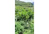 Kết quả lớp tập huấn ngoài mô hình trồng giống Dong Riềng DR1 và thâm canh tổng hợp tại huyện Nguyên Bình, tỉnh Cao Bằng