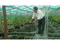 Tâm huyết với lan rừng