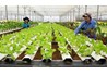 Dự kiến 38.800 tỷ đồng hỗ trợ phát triển hợp tác xã giai đoạn 2021 - 2025