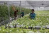 Tri thức hóa hợp tác xã, nông dân để đáp ứng nhu cầu sản xuất, kinh doanh hiện đại: Triển vọng việc làm cho các cử nhân ngành Kinh tế nông nghiệp