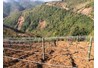 HACEN xây dựng mô hình trồng cây Tam thất (Panax notoginseng)