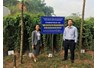 HACEN nghiên cứu trồng cây Hoài Sơn (Củ mài) làm dược liệu tại tỉnh Lào Cai