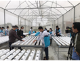HACEN-TUAF, Technology Transfer Activities on greenhouse crop production at Thai Nguyen High School for Gifted Students