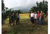 Triển vọng bưởi đỏ Tân Lạc trên đất Yên Bình