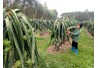 Tập huấn kỹ thuật trồng và chăm sóc Thanh Long ruột đỏ tại huyện Lập Thạch, tỉnh Vĩnh Phúc