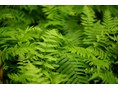 Institute of Forestry Research and Development (IFRAD)