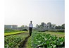 &#091;Bài viết&#093;- Một số giải pháp phát triển nông nghiệp thành phố Thái Nguyên theo hướng nông nghiệp đô thị Sinh thái