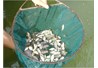 Các dự án đang triển khai