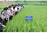 Hội nghị đầu bờ đánh giá mô hình thâm canh lúa cao sản tại Trường Đại học Nông Lâm vụ xuân 2012
