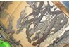Kỹ thuật nuôi tắc kè - Phần 2