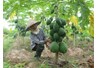 Mô hình trồng đu đủ xen chuối cao