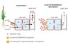 Xác đinh gen làm giảm lượng Cadium trong hạt gạo